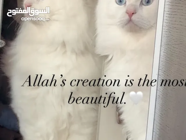 Persian cat