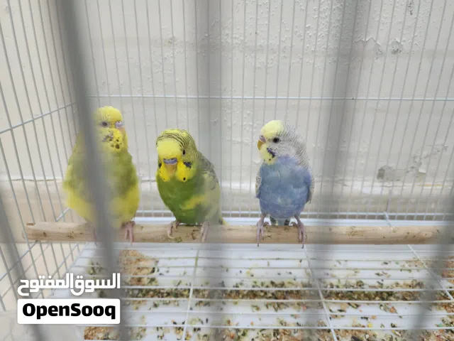 طيور بادجي 3