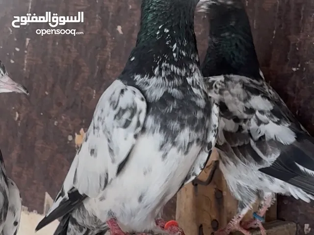 ذكر تيدي سيت والاه مستوى فاخر