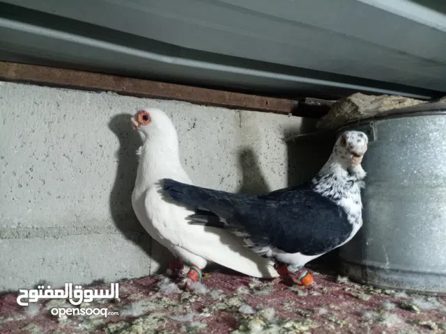 فحول عاالأول ماشاءالله