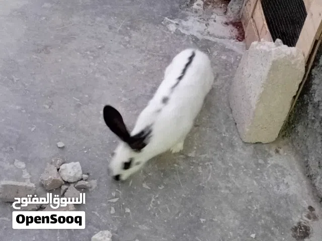 بيع الارانب