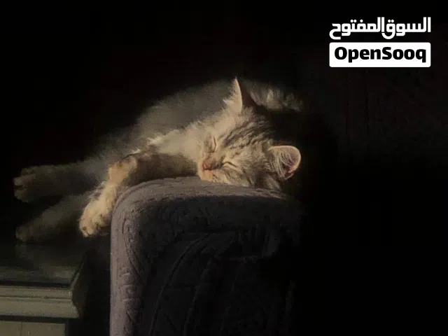 قطه بيضخ شعرها طويل و ديلها طويل