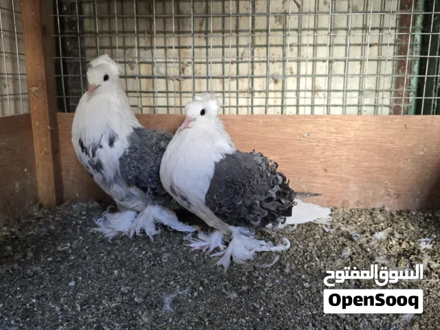 للبيع زوج كيرلي