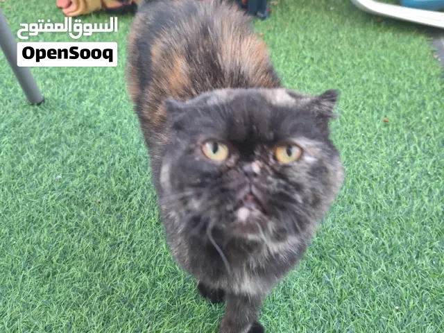 قطة للتبني سكوتش فولد