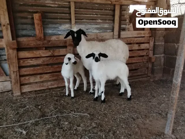 نعجة تومية خروف وفطيمة