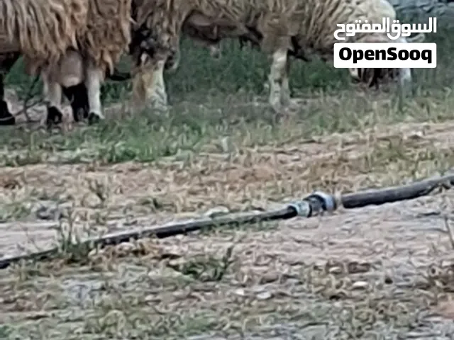 رباع و2 ثنايا