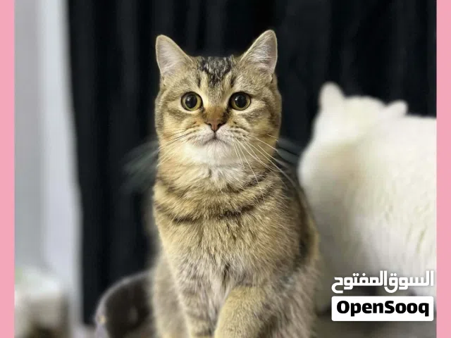 جولدن أنثى