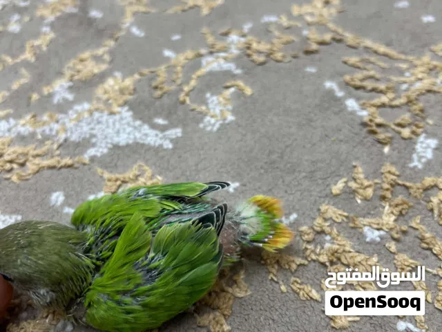 بركديلو سعر70