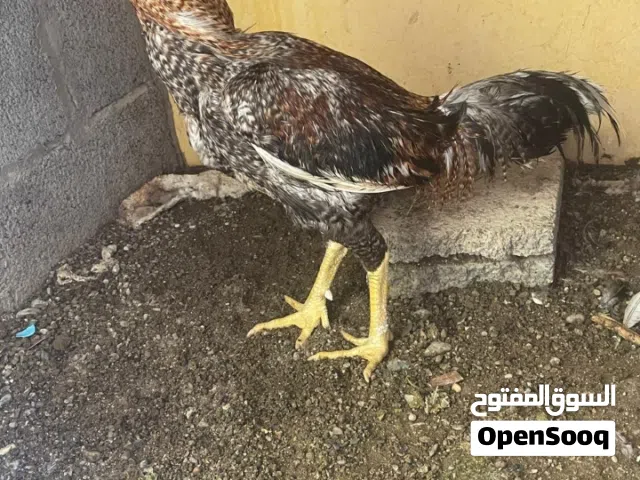 البيع دياكه بكستانيات واحد ميوالي  وثنين بنجابي  الي يله رغبه يتفضل