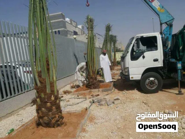 نخل للبيع مثمر خلاص سكري شيشي هلالي مجدول صقعي غر منيفي شهل صفري ونانه صفاوي برني حلوه وانواع اخرى