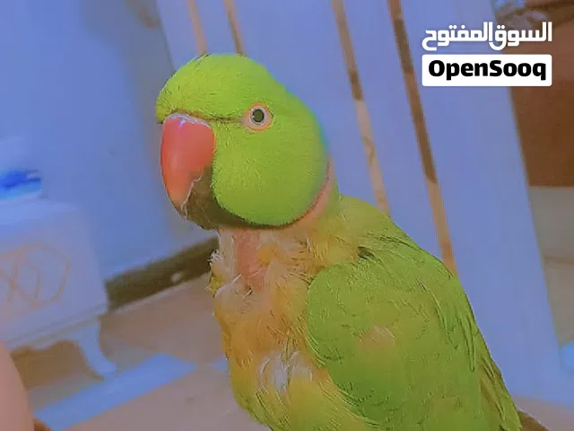 دره هندي ذكر البيع اقرو الوصف