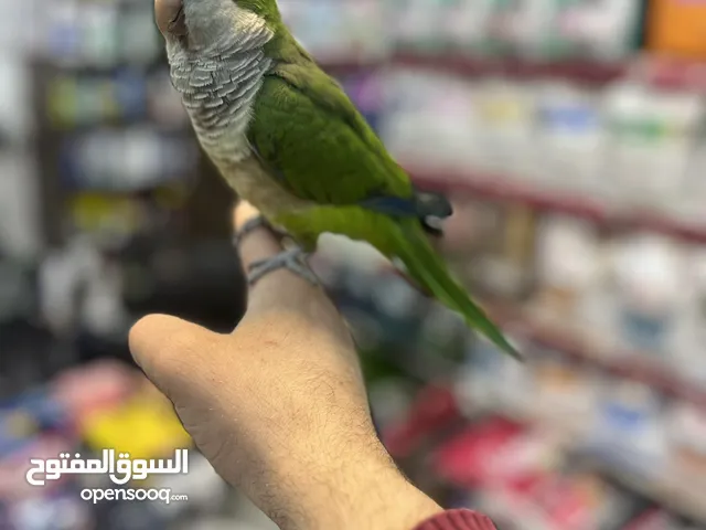 كويكر الراهب ببغاء أسطورة (طائر أوروبا المدلل) اليف متكلم هدد راقص لعوب متفاعل تابع الوصف