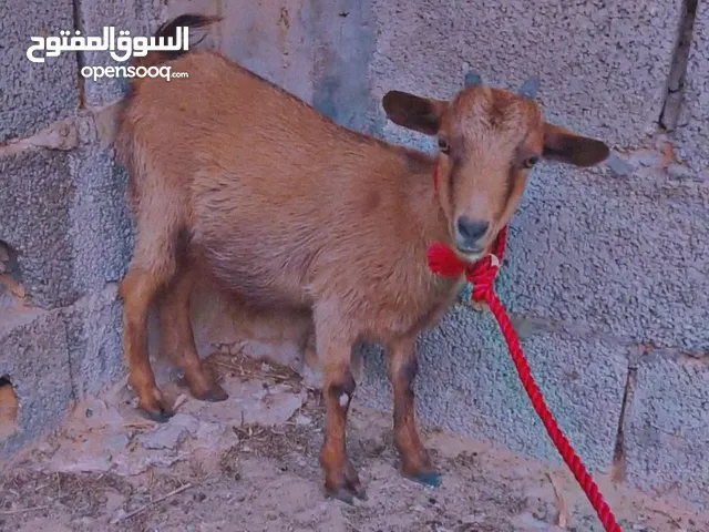 عنز كردية للبيع