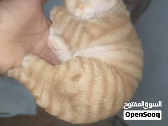 the cate shopis