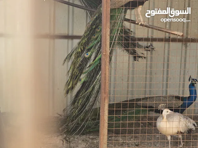 طاووس وحمام فرنسي