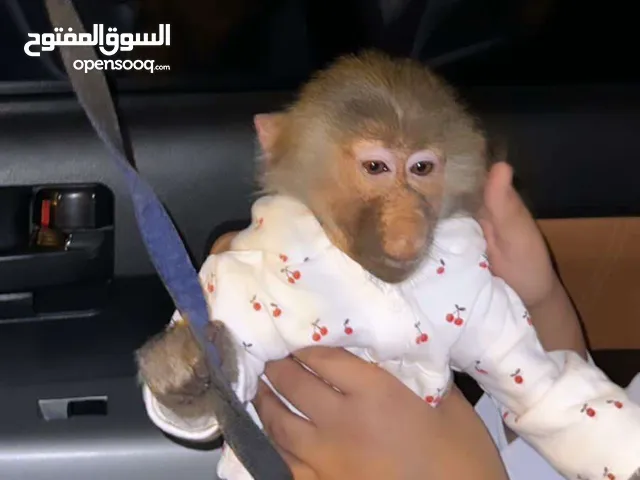 قرد بابون انثى عمرها سبع شهور و اليفه مع جوازها و تطعيماتها وكل ادواتها
