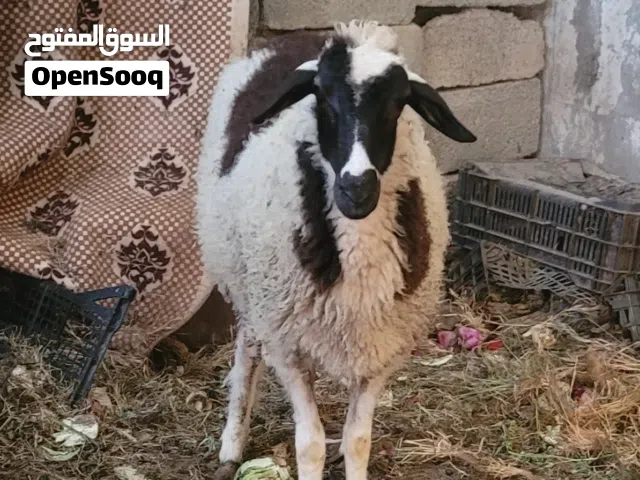 نعجه وطنيه للبيع