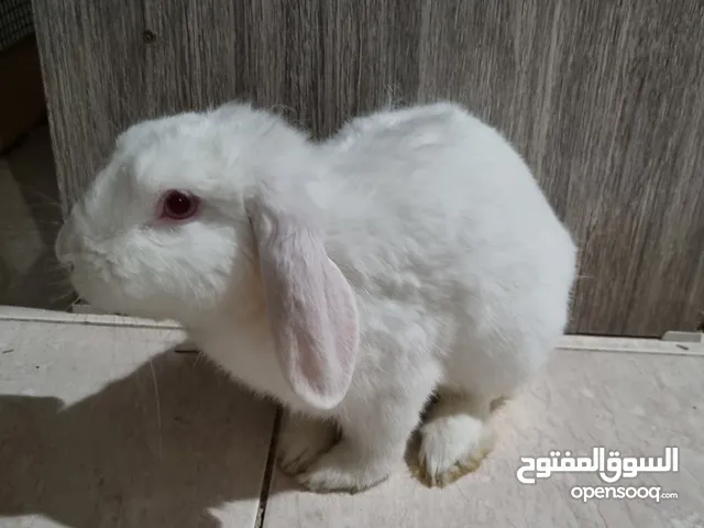 white male Rabbit أرنب أبيض ذكر