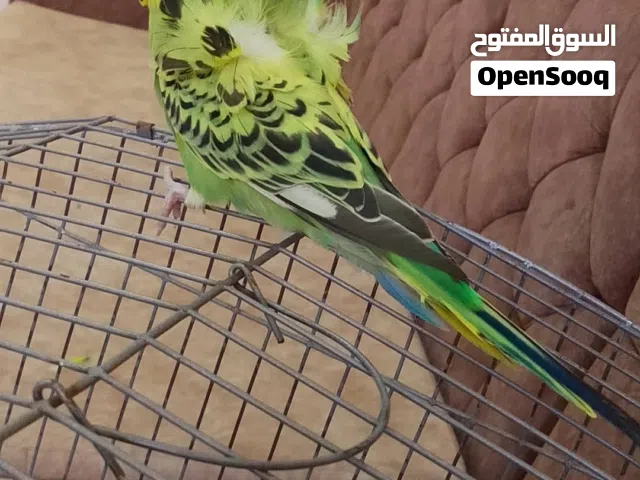 Omar for the parrots