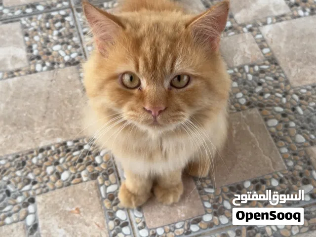 ذكر شيرازي للبيع