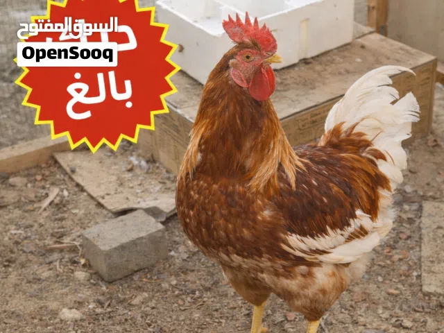 ديك لوهمان براون