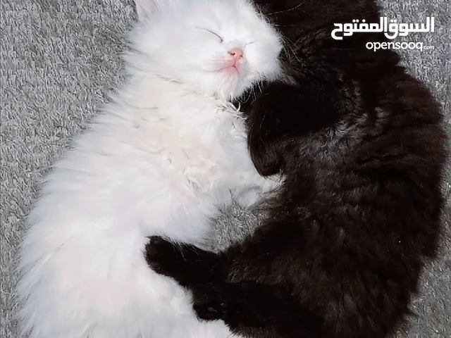 قـطـط هــمـالايـــا شـــوكـلـيــت مــكـــس شــــيـــــرازي لـــلـــبــــيـــع عـــمـــر 70 يـــــوم