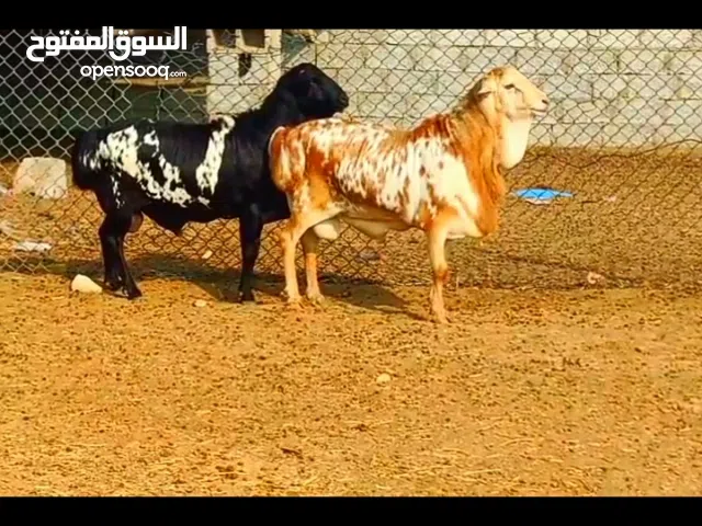 للبيع النوع الحلال فحل برشن