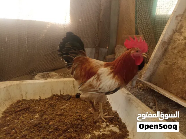 Need Broiler Chicks” “Looking for Chicken Chicks” “Need Layer Chicks in Abu Dhabi” “Want to Buy Baby