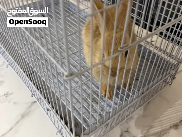 للبيع أرنب با عشرين التواصل واتس مافي توصيل انته تجي تنبيه