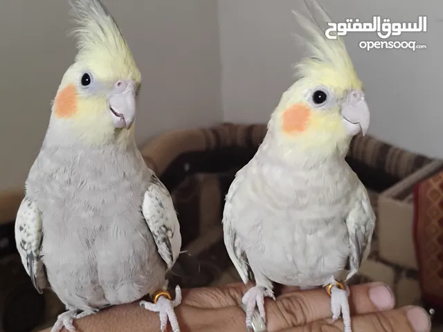 للبيع زوج كوكتيل ازبلاء أليف وجاهز للانتاج