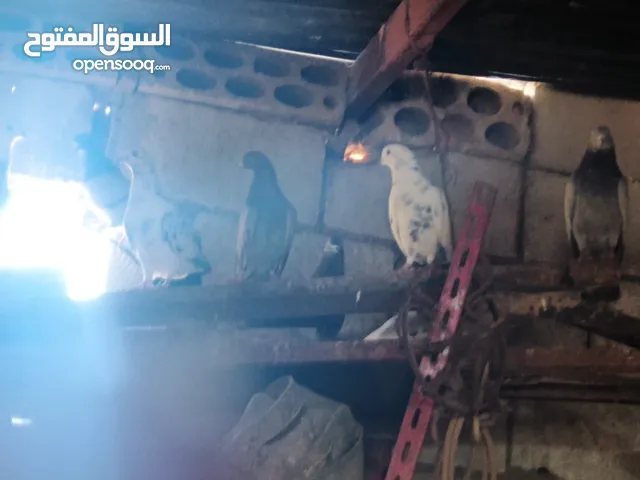 حمام للبيع 11 حبه من الاخر