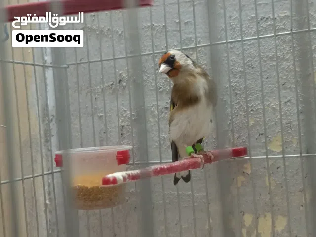 طيرة حسون ترابي