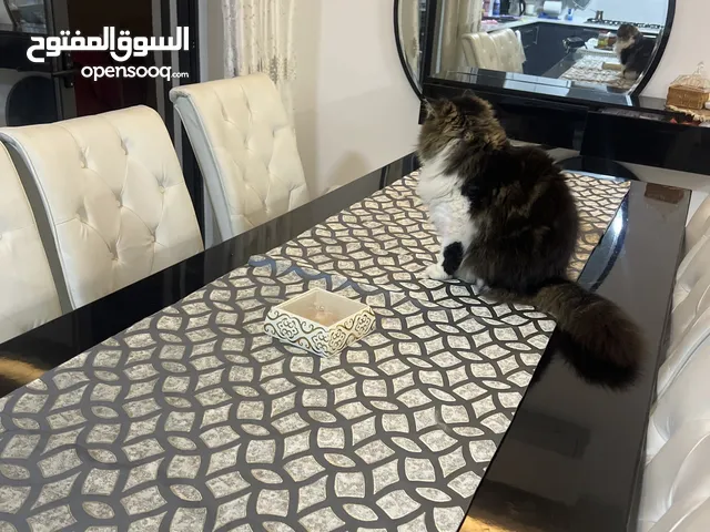 طاولة سفره سودا مع ست كراسي جلد لون ابيض بحاله ممتازه استخدام خفيف البيع لعدم وجود مساحه