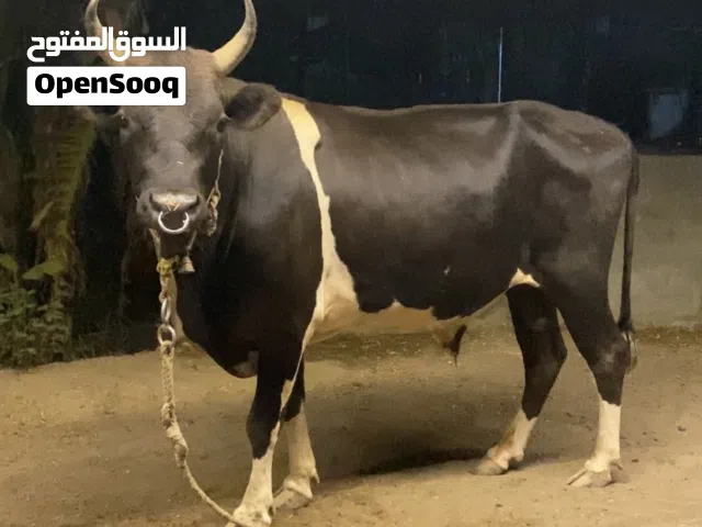 عجل لبيع  اقرأ الوصف قبل لا تسويلي
