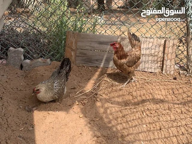 ثلاث دجاجات للبيع