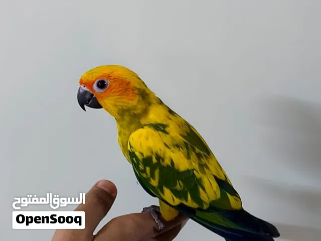 للبيع صن كنيور أليف