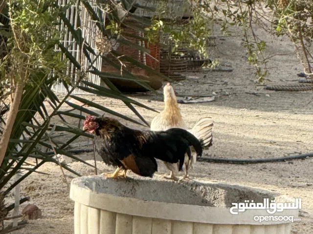 للبيع ديج عربي صحه ممتازه