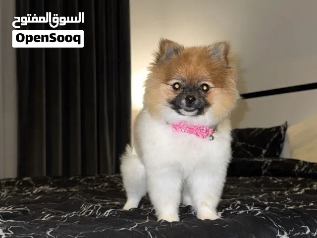 For sale Mini Pomerinum, Female 7 months old