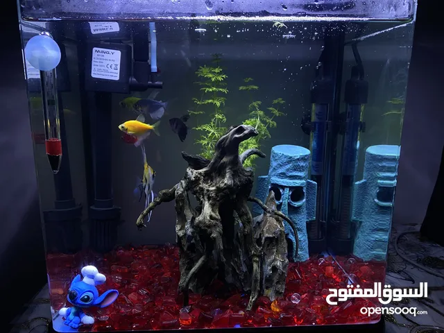 سلام عليكم    حوض اسماك كامل للبيع  الحوض معه اسماكه التفاصيل جوه كامله