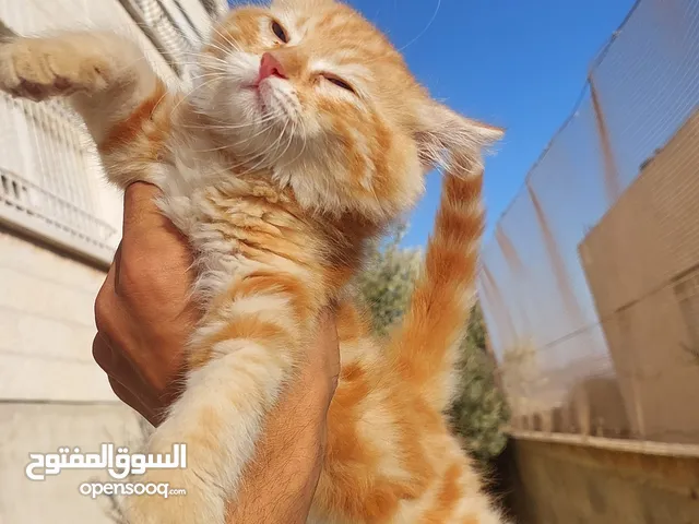 تبني قطشيىازي