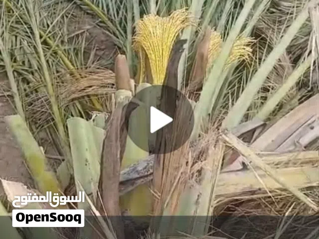 شجرة نخل مثمره للبيع