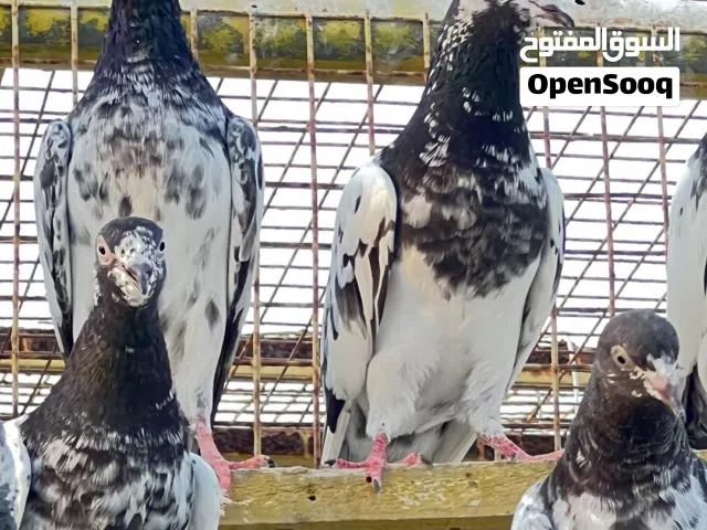 للبيع حمام باكستاني طيار مستويات قويه وطيبه