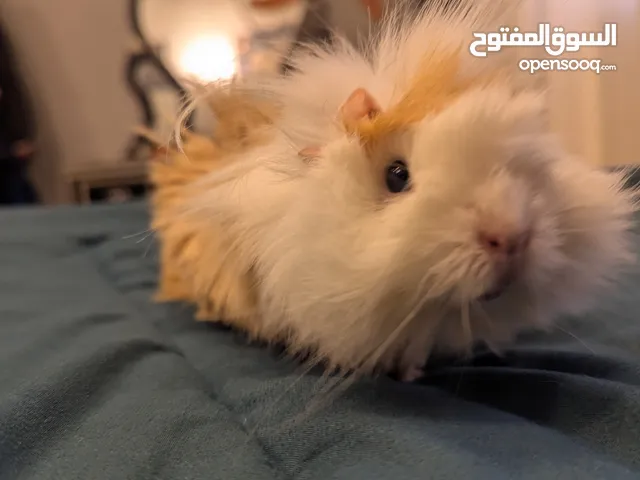 ارنب هندي . ارانب هندية .guinea pig