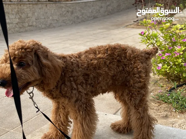 توي بودل Toy poodle للبيع