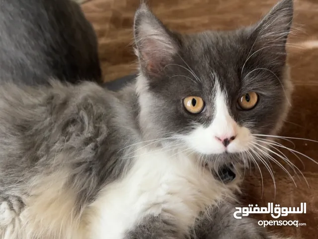 Mainecoon female kitten very sweet and very playful and loving