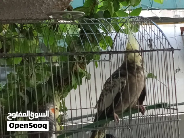بسم الله الرحمن الرحيم ما شاء الله