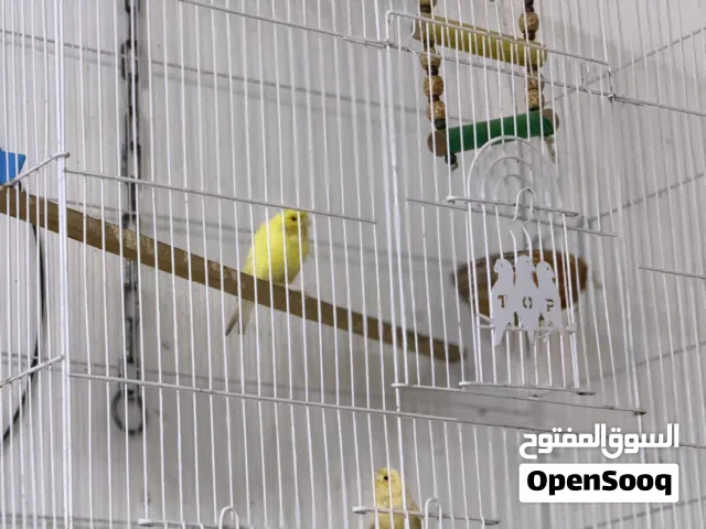 كناري فول تغريد