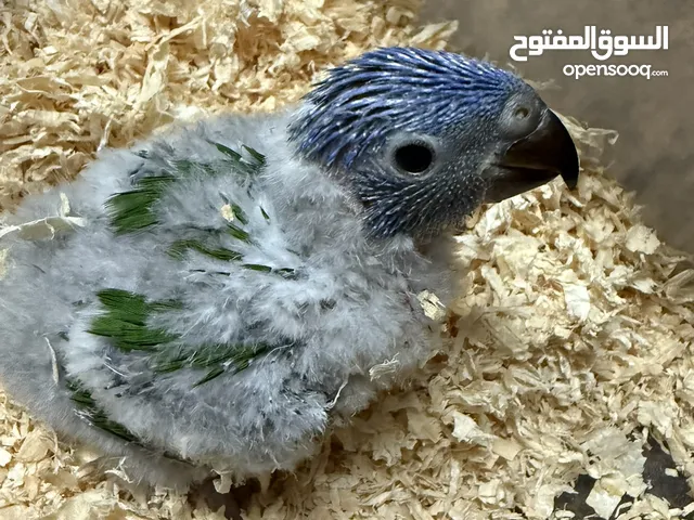 Lori baby local breed فرخ لوري محلي 25 يوم  25 يوم