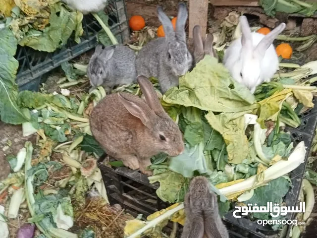 rabbit babies for sale