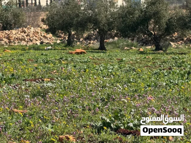 Farm Land for Sale in Jerash Other